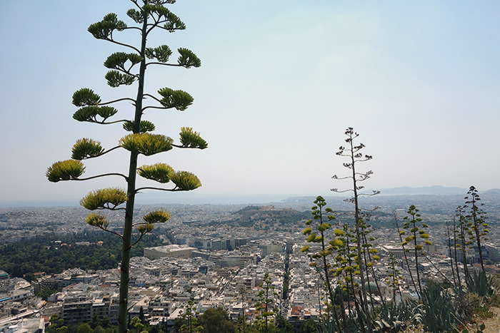 lycabettus1