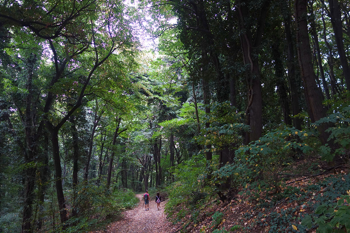 Shinrin-yoku and Ecopsychology